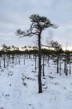 Harika Kemeri bataklık Boardwalk kışın, Kemeri Milli Parkı, Letonya