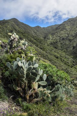 Anaga kırsal park, Tenerife kayalık Peyzaj doğal bir görünüm