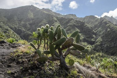 Anaga kırsal park, Tenerife kayalık Peyzaj doğal bir görünüm