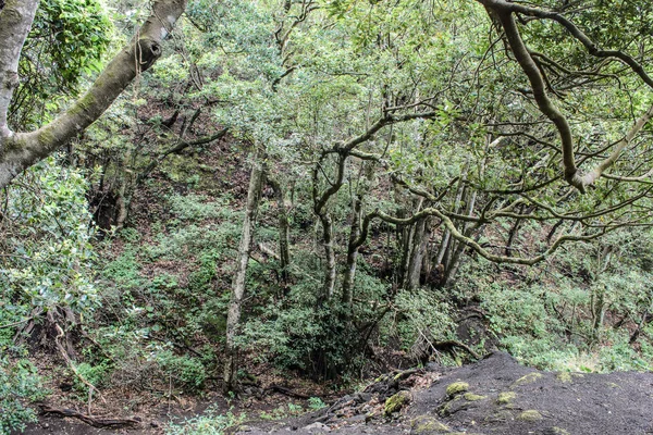 Laurel Forest Anaga Rural Park Tenerife — Photo