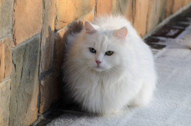 Beyaz kedi oturma duvar yakın