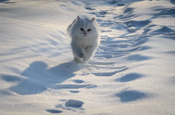 Courir Chat Blanc Dans Neige — Photo