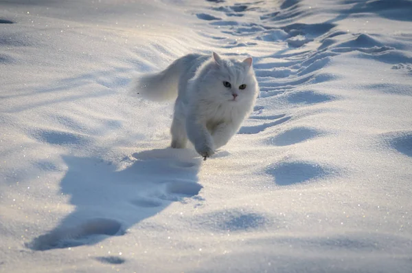 Running white cat in snow