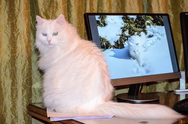 一只白猫坐在木桌上靠近显示器 — 图库照片