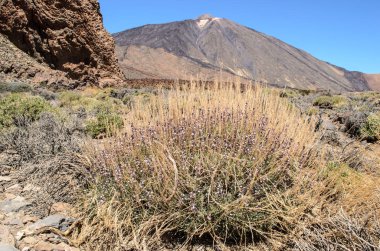 Mirador Llano de Ucanca gözlem güvertesi, Teide Ulusal Parkı, Tenerife, Kanarya Adaları, Ispanya 'dan Teide lav alanı arasında bir görünüm