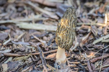 Siyah Morel veya Morchella conica