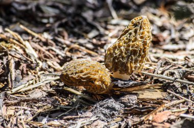 Siyah Morel veya Morchella conica