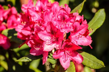 Red Rhododendron Nova Zembla