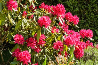 Red Rhododendron Nova Zembla