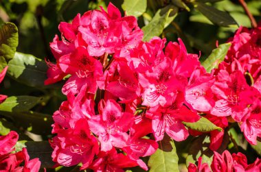 Red Rhododendron Nova Zembla