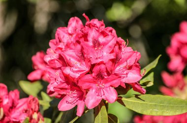 Red Rhododendron Nova Zembla