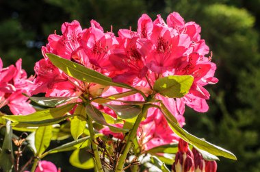 Red Rhododendron Nova Zembla