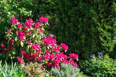 Mor Rododendron Nova Zembla