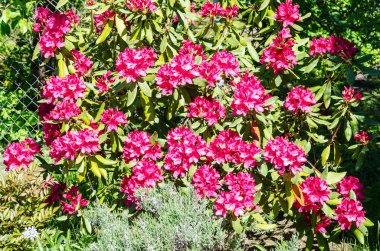 Mor Rododendron Nova Zembla