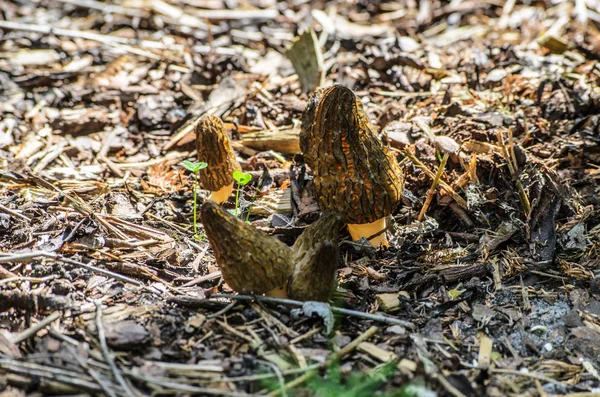 Fekete Morel vagy Morchella Cone — Stock Fotó