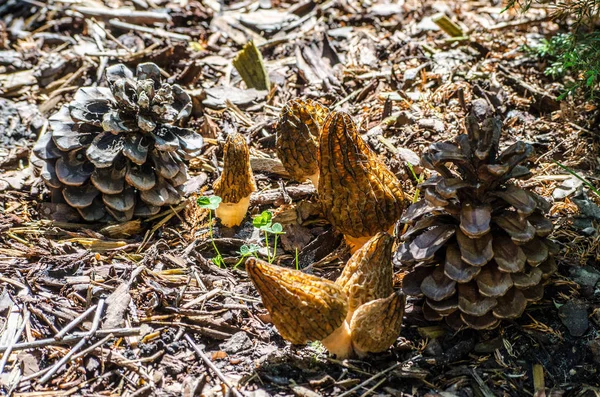 Schwarze Morcheln oder Morchella conica und Tannenzapfen — Stockfoto