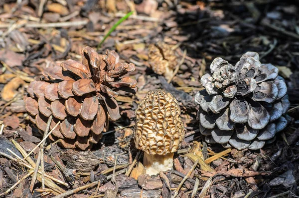 Black Morel or Morchella conica and pine cones