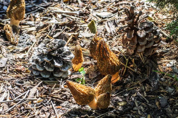 Schwarze Morcheln oder Morchella conica und Tannenzapfen — Stockfoto