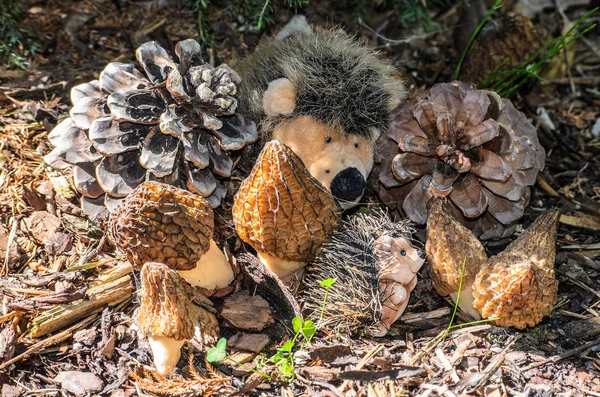 Family of hedgehogs with pine cones and mushrooms — Stock Photo, Image