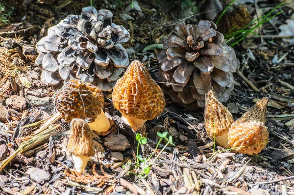 Black Morel or Morchella conica and pine cones — Stock Photo, Image
