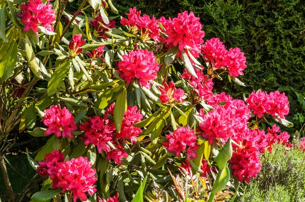 Red Rhododendron Nova Zembla 로열티 프리 스톡 사진