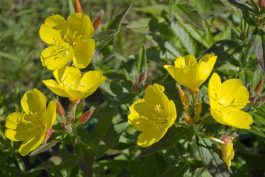 Akşam çiçekleri-Primrose (Oenothera biennis)