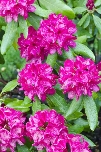 Rhododendron púrpura — Foto de Stock