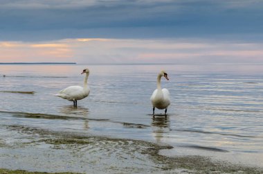Günbatımı sahilde kuğu, Baltık Denizi, Letonya, Jurmala