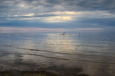 Baltık Denizi kıyısında uçan ve yüzen martılar sunse