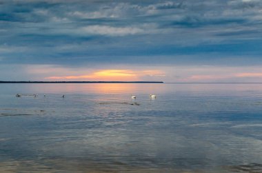 Günbatımı sahilde kuğu, Baltık Denizi, Letonya, Jurmala