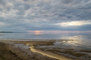 Günbatımı sahilde kuğu, Baltık Denizi, Letonya, Jurmala