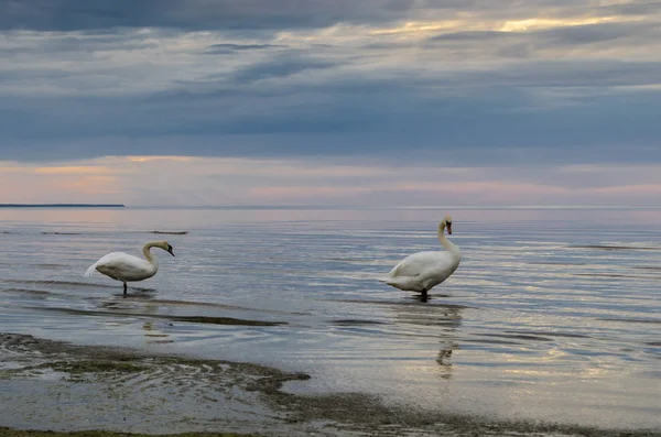 Cisnes na praia ao pôr do sol, mar Báltico, Letónia, Jurmala — Fotografia de Stock