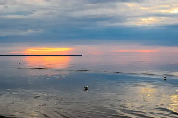 Svanar på stranden vid solnedgången, Östersjön, Lettland, Jurmala — Stockfoto