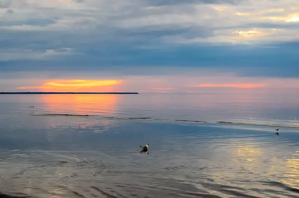 Cisnes na praia ao pôr do sol, mar Báltico, Letónia, Jurmala — Fotografia de Stock