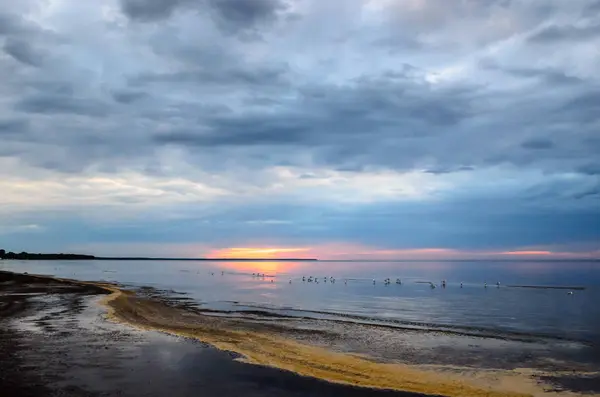 Cisnes na praia ao pôr do sol, mar Báltico, Letónia, Jurmala — Fotografia de Stock