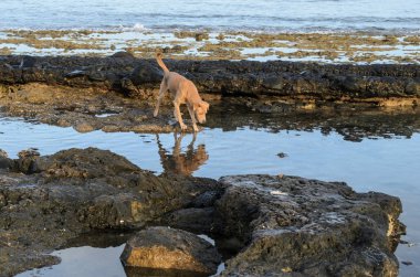 Las Americas, Tenerife şafakta siyah bir lav plajda bir köpek, 