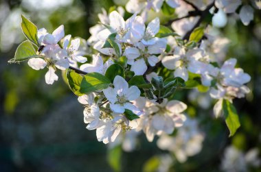 Bahçede çiçek açan elma ağacı, Letonya