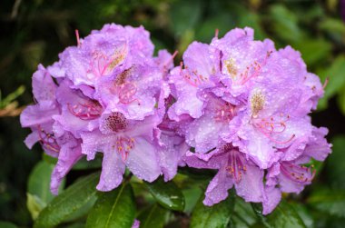 Çiçeklenme menekşe rhododendron (Spriditis türleri) 