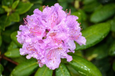Çiçeklenme menekşe rhododendron (Spriditis türleri) 