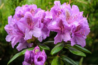 Çiçeklenme menekşe rhododendron (Spriditis türleri) 