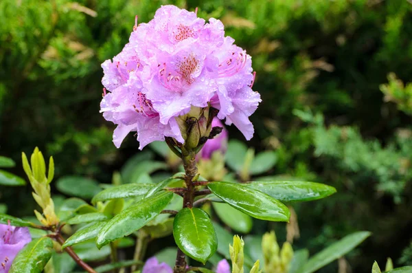 Kwitnący fiolet rododendron (gatunki spriditis) — Zdjęcie stockowe