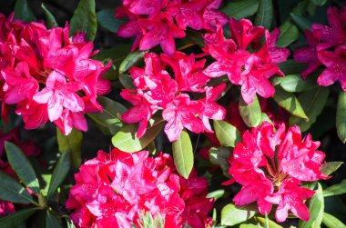 Red Rhododendron Nova Zembla