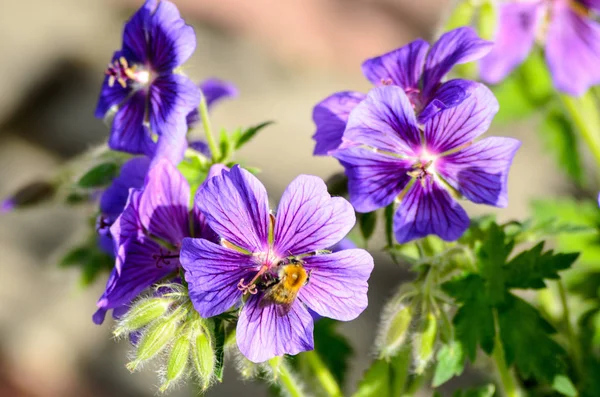 Una abeja en Blue Geranium en un jardín, Letonia —  Fotos de Stock