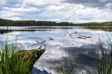 Kemeri n ağaçların yansıması ile orman gölü (melnezers)