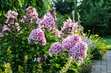 Çiçek açan pembe Phlox çiçekler