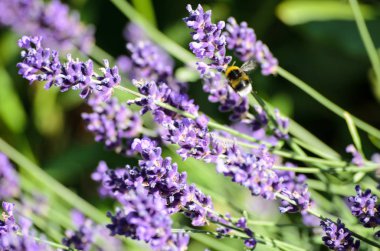 Lavandula çiçeği üzerinde bir arı (lavanta)