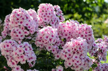 Çiçek açan pembe Phlox çiçekler