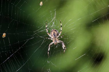 Yeşil orman arka plan üzerinde bir örümcek ile bir örümcek ağı