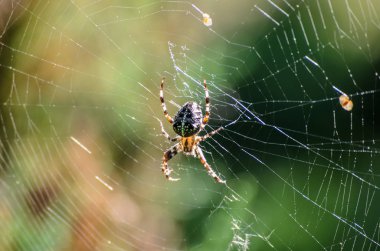 Yeşil orman arka plan üzerinde bir örümcek ile bir örümcek ağı