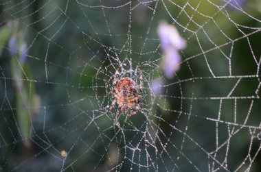 Yeşil orman arka plan üzerinde bir örümcek ile bir örümcek ağı